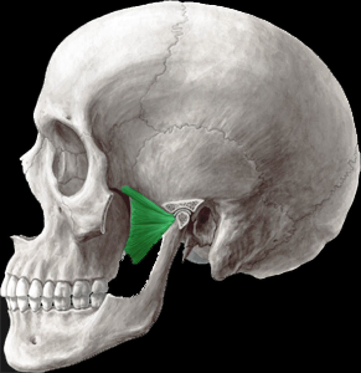 <p>medial to ramus of the mandible and the zygomatic arch</p>
