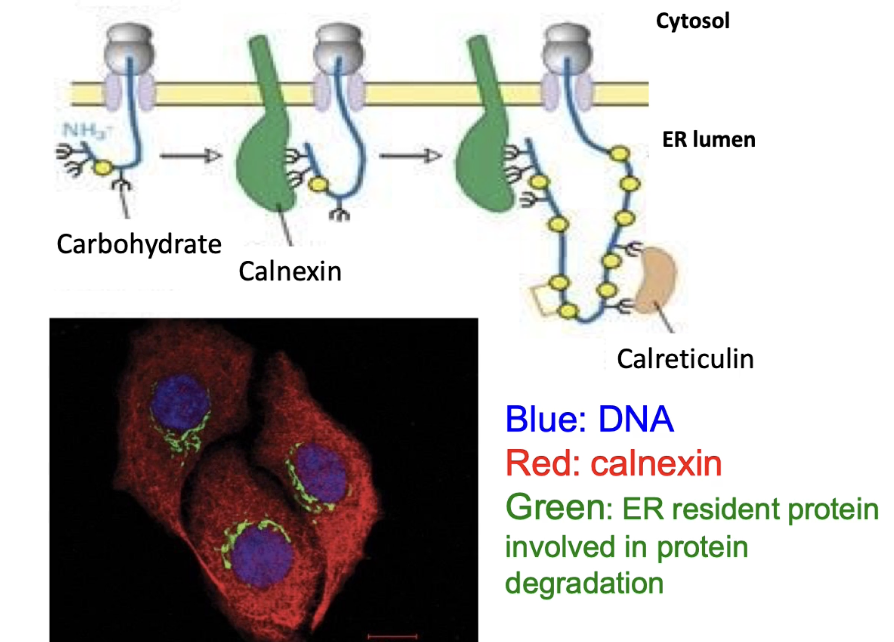 <ul><li><p>Proteins that <strong>bind glycosylated proteins</strong></p></li><li><p>Act like <strong>molecular chaperones</strong></p></li><li><p>Examples: <strong>Calnexin </strong>(found throughout ER membrane) <strong>and Calreticulin</strong></p></li><li><p>Help proper <strong>folding</strong> of glycosylated proteins in ER</p></li></ul><p></p>