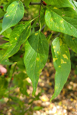 <p>Scientific Name</p>