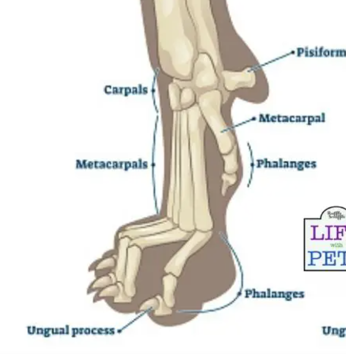 <p>Dogs and Cats have 5 metacarpal bones</p>