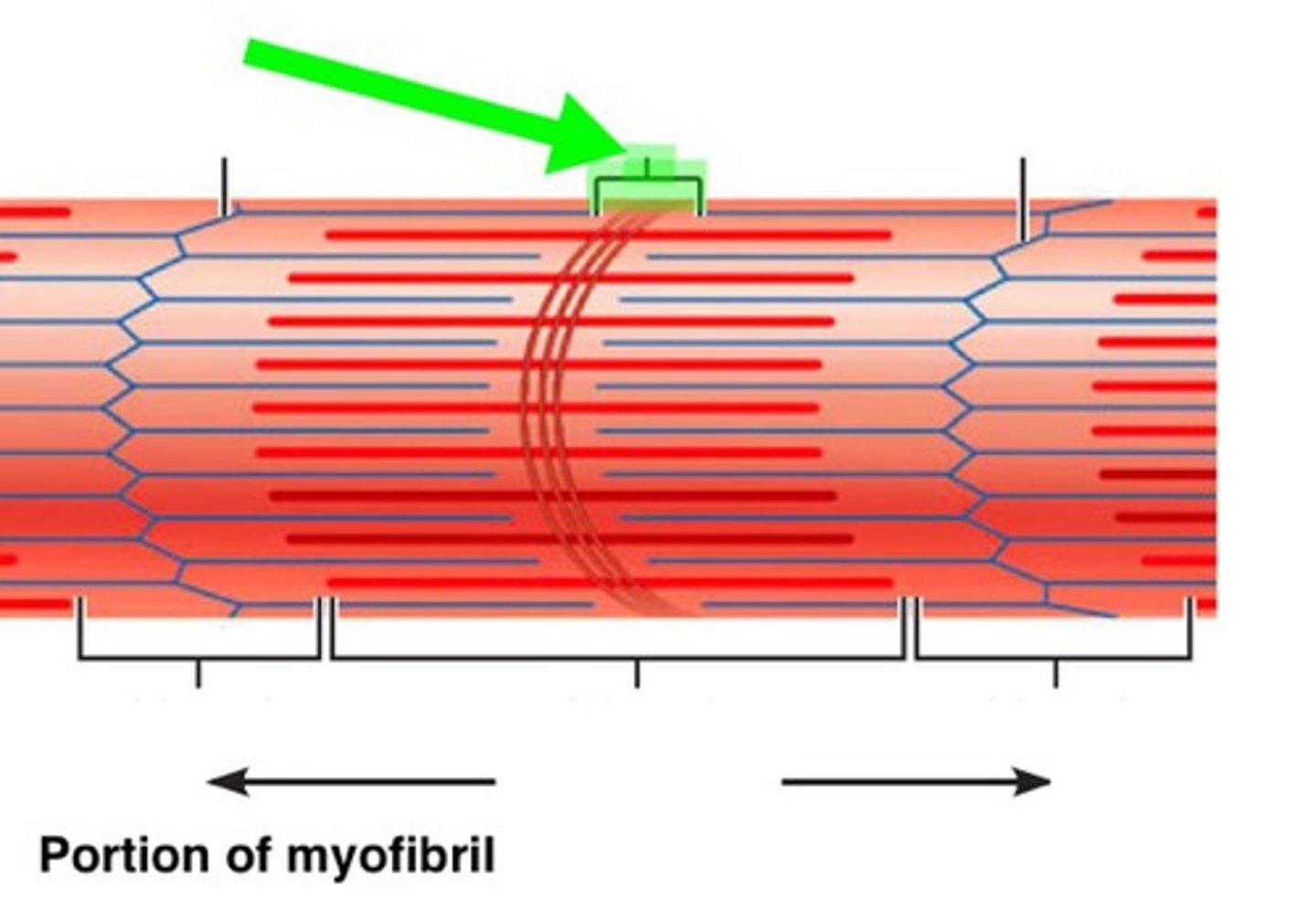 <p>Center of sarcomere, contains only myosin filaments</p>