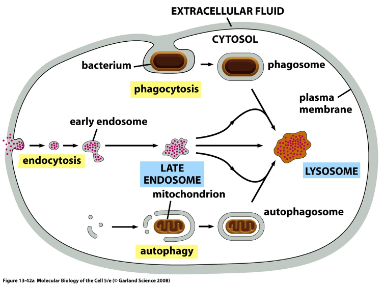 <ul><li><p>membrane-bound organelle in the cytoplasm of eukaryotic cells containing degradative, hydrolytic enzymes</p><ul><li><p>the lysosomes membrane is highly glycosylated (needs to protected from the proteases and lipases)</p></li></ul></li><li><p>sites of intracellular digestion, serve to digest macromolecules</p></li><li><p>about 40 types: proteases, nucleases, glycosidases, lipases, phosphatases, sulfatases </p></li><li><p>proteins are synthesized in inactive form (proenzyme) and require an acidic environment for activation</p></li><li><p>vacuole H<sup>+</sup> ATPase uses the energy of ATP to pump H<sup>+</sup> into the lysosome</p></li><li><p>the H<sup>+</sup> gradient provides energy for the transport of metabolites out of the organelle</p></li></ul><p></p>