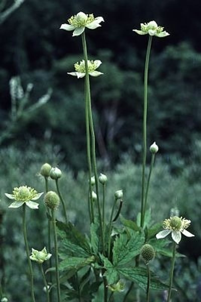 <p>Tall thimbleweed</p>