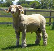 <p>from France, largest fine wool breed, horned or polled rams, polled ewes, dominate in numbers in the US, 90 to 95 percent of range flocks, and range flocks are about 90 percent of total sheep</p>