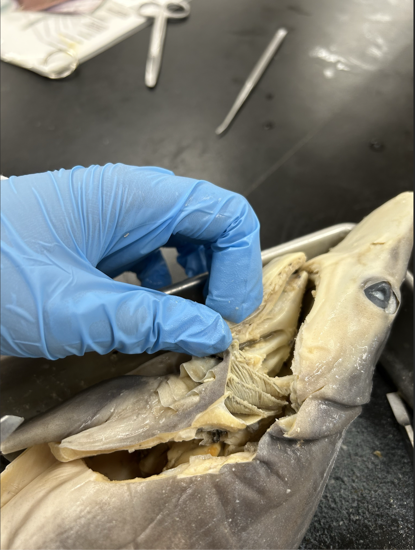 <p>what specimen is this?</p><p>identify the gills, gill arches, and gill filaments</p>