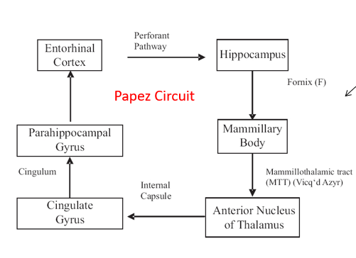 <p>hippocampus → through fornix → mammillary body → through mammillothalamic tract → anterior nucleus → through internal capsule → cingulate gyrus → through cingulum → parahippocampal gyrus → entorhinal cortex → through perforant pathway → back to hippocampus</p>