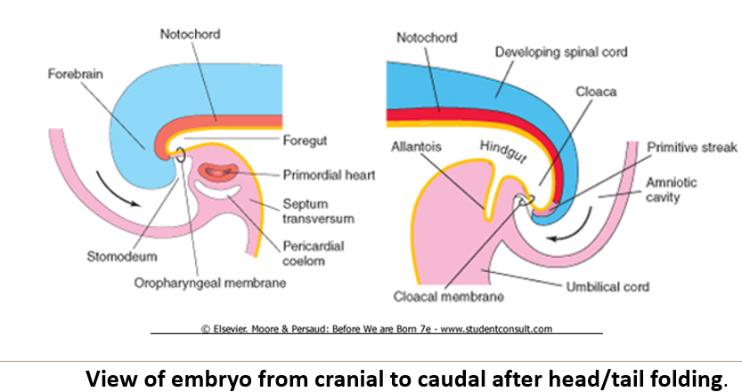 <p>What are the results of<strong> cranial folding?</strong></p>
