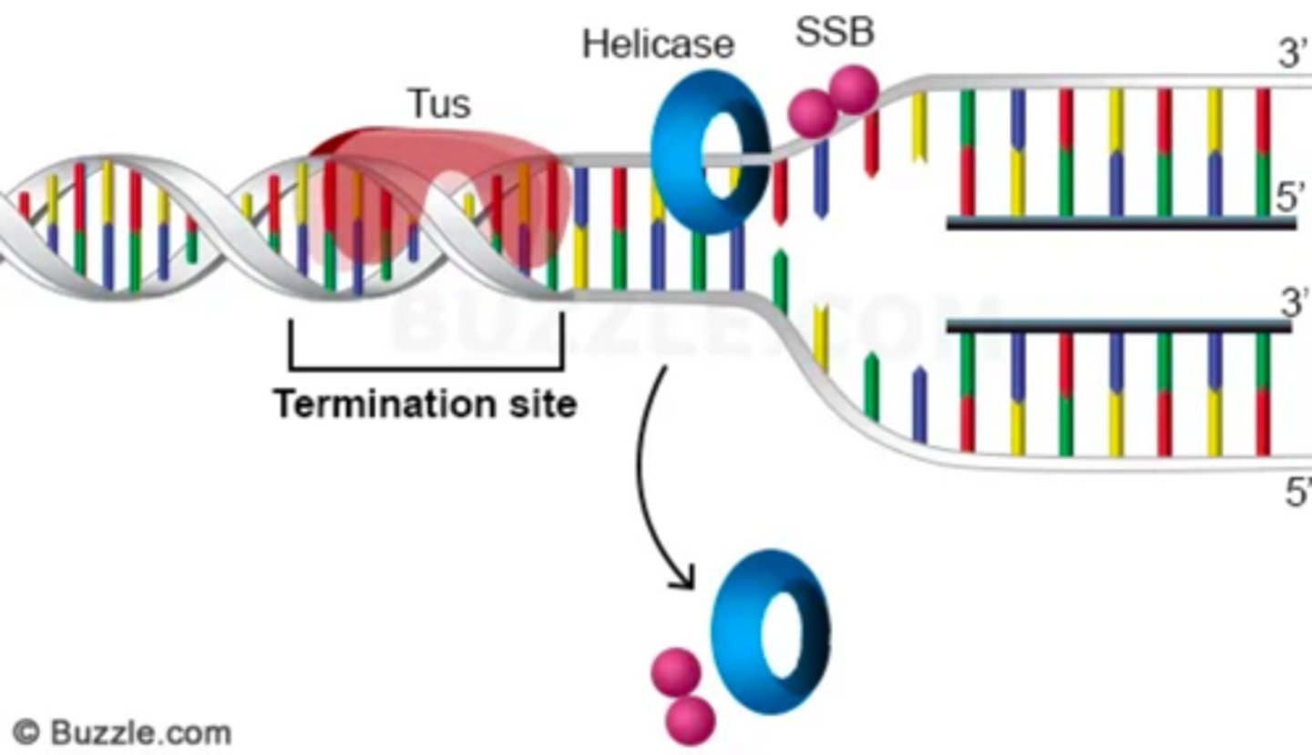 <p>Termination: Replication proceeds in two opposite directions until entire DNA molecule is replicated.</p><p>Process completes when replication forks meet or termination regions are reached</p>
