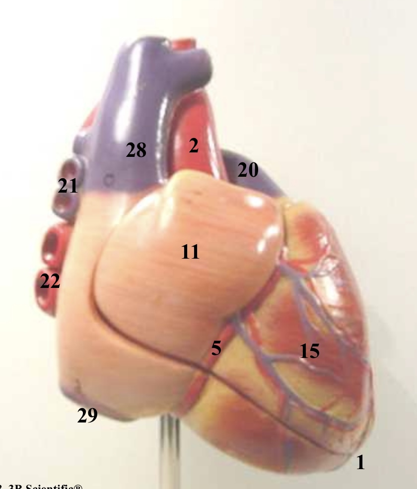 <p>15</p>