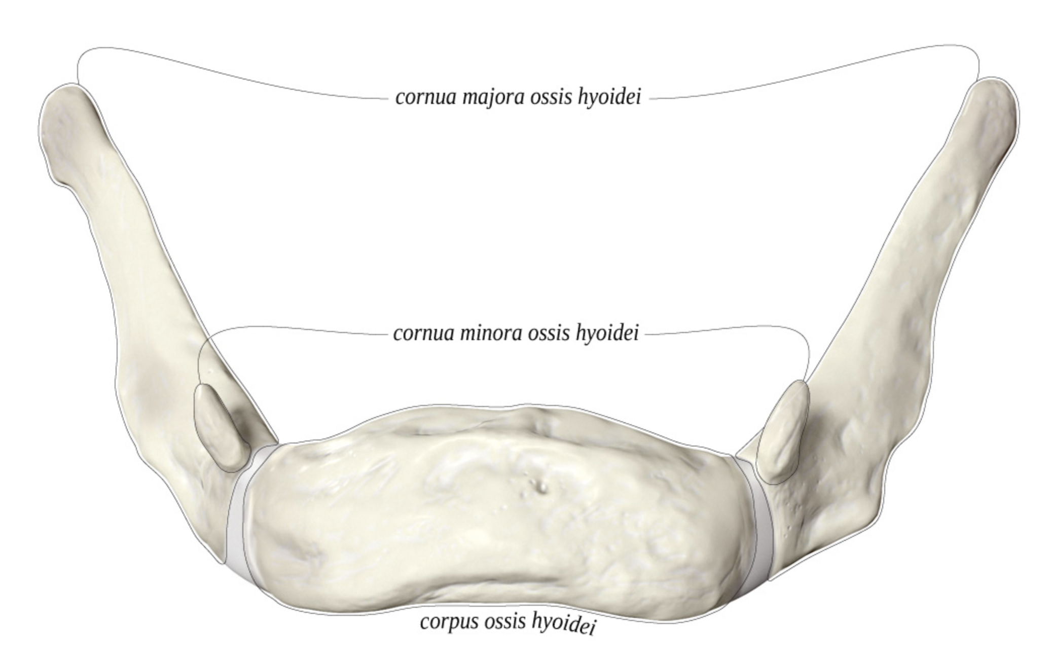 <p>What bone is this? Why is it special?</p>