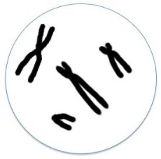 If the cell shown in the figure below undergoes mitosis, it would result in: