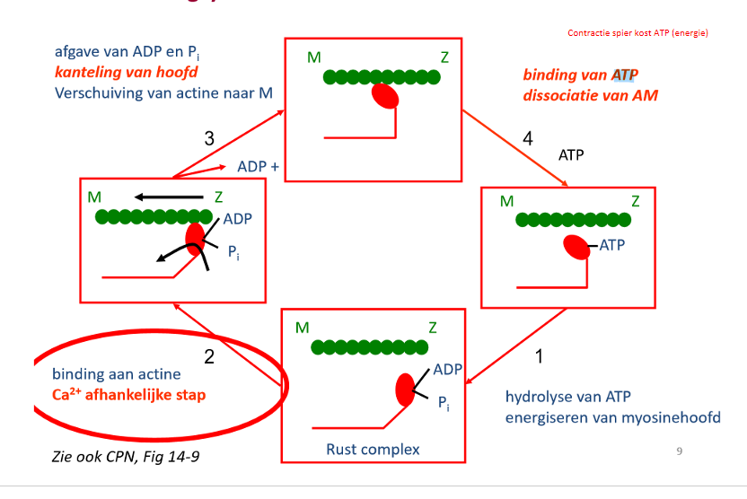 <ol start="0"><li><p>myosinehoofdje: geënergiseerd, heeft ADP + Pi gebonden (door hydrolyse ATP op einde vorige cyclus)</p></li><li><p>Ca2+ afhankelijke stap: binding myosine hoofdje aan actine</p></li><li><p>ADP en Pi laten los → kanteling myosinehoofdje → verschuiven van actine naar M (=eigenlijke krachtontwikkeling)</p></li><li><p>ATP bindt aan myosinehoofdje → dissociatie actine-myosine</p></li><li><p>myosinehoofdje hydrolyseert ATP → energiseren myosinehoofdje (klaar voor volgende cyclus)</p></li></ol><p></p>