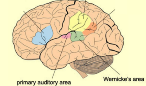 <ul><li><p style="text-align: justify;"><span>In the ARS, because it involves the Wernicke’s area, an association&nbsp; area, it <u>helps us understand these,&nbsp; prelinguistically what those words are</u></span></p></li><li><p style="text-align: justify;"><strong>Heschl’s gyrus (primary auditory cortex) in interaction with the Wernicke’s area</strong></p></li><li><p style="text-align: justify;"><strong>Prelinguistic functions</strong> include <strong>sorting speech</strong> from non-speech patterns, <strong>changing auditory patterns</strong> into phonetic (feature) patterns, <strong>storing </strong>these phonetic patterns.</p></li><li><p style="text-align: justify;">Auditory patterns become phonetic patterns.</p><ul><li><p style="text-align: justify;">Before, it may have just seemed like random vibrations. But now, through patterns in those vibrations, we can recognize specific sounds—like the letter 'f', 's', or 't'. That’s how we’re able to understand phonetic features</p><p style="text-align: justify;"></p></li></ul></li></ul><p style="text-align: justify;">Additional notes:</p><ul><li><p>Wernicke’s aphasia</p></li><li><p style="text-align: justify;">Part of the temporal lobe</p><ul><li><p style="text-align: justify;">The PAC is also located here</p></li><li><p style="text-align: justify;">The<strong> PAC put together</strong> the sounds and <strong>make it familiar</strong></p></li><li><p style="text-align: justify;"><strong>Wernicke’s will figure out</strong> what kind of sound pattern it is</p></li><li><p style="text-align: justify;">The auditory patterns to phonetic patterns</p></li><li><p style="text-align: justify;">The sound being heard at this level is <strong>transcribed by Wernicke's area</strong></p></li><li><p style="text-align: justify;">Figure out sound based on connection with association areas in the brain</p></li></ul></li><li><p style="text-align: justify;">Needs to reach temporal lobe from PAC to Wernicke's&nbsp;</p><ul><li><p style="text-align: justify;">Sound information is first broken down into basic components in the PAC, then transmitted to Wernicke’s area. There, it's matched with previously stored language knowledge to make sense of what was heard.</p></li></ul></li><li><p style="text-align: justify;">The sound or word becomes meaningful when it's processed at the conceptual-lexical level</p><ul><li><p style="text-align: justify;">Not just heard as sound, but <strong>understood as a word with meaning.</strong></p></li></ul></li></ul><p></p>