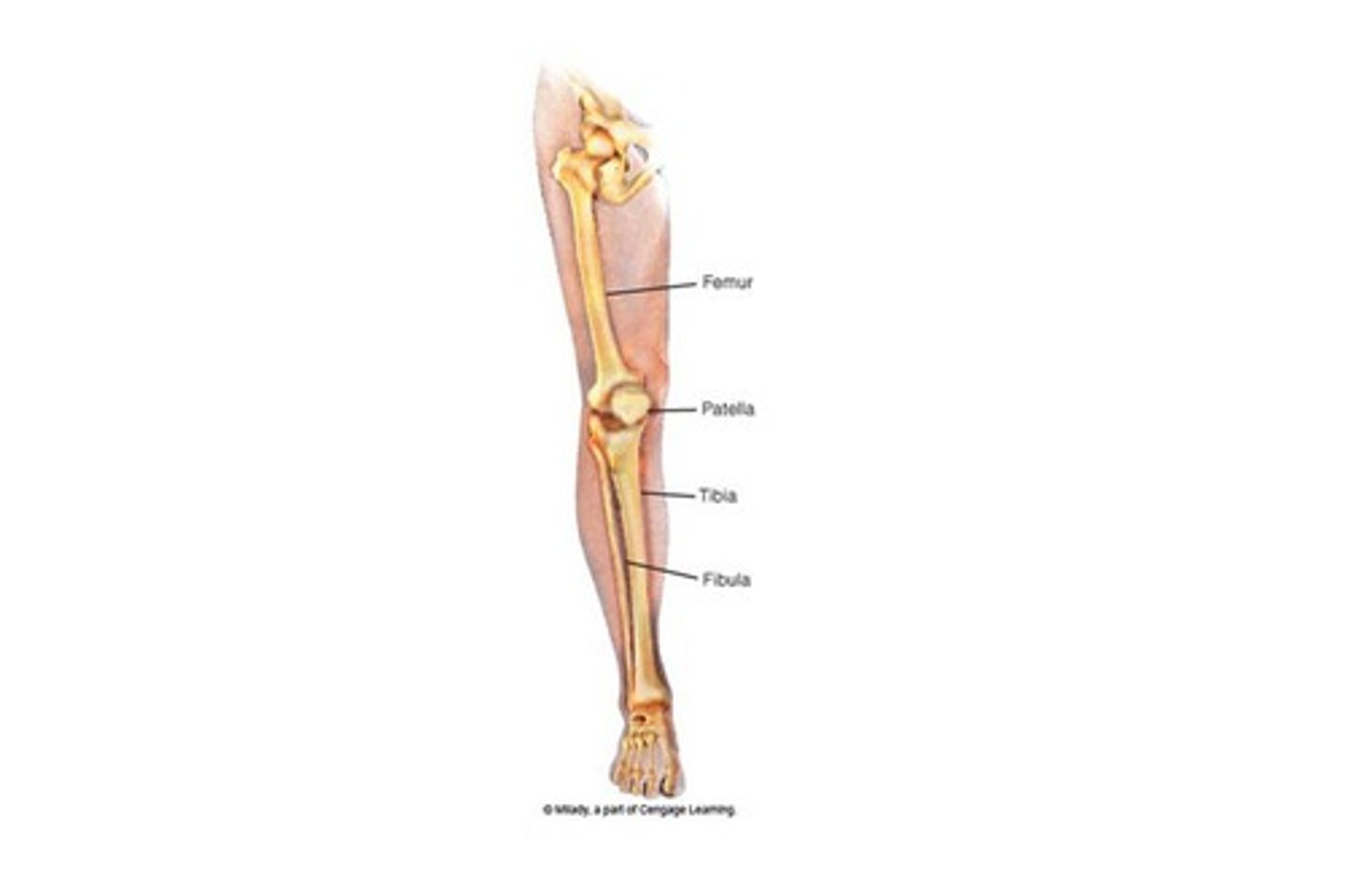 <p>femur, patella, tibia, fibula</p>