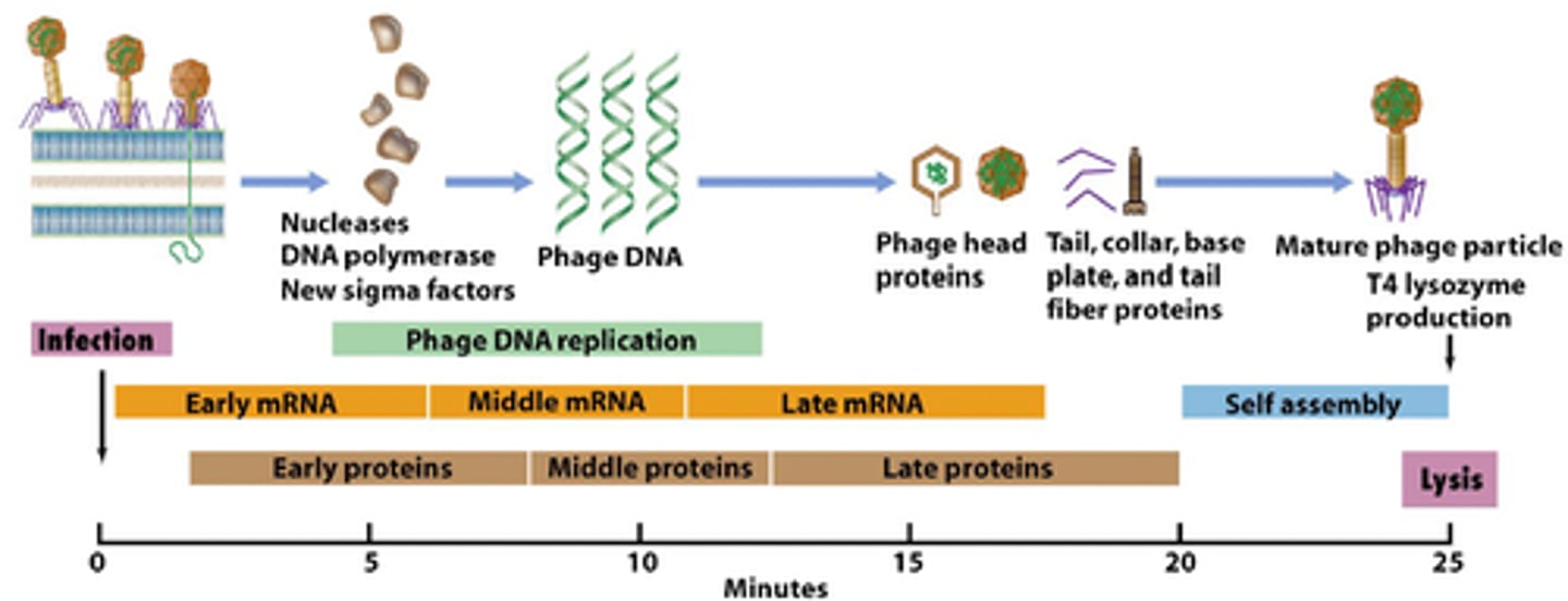 <p>enzymes made at the beginning of the latent period that take over host cell machinery to facilitate viral reproduction</p>