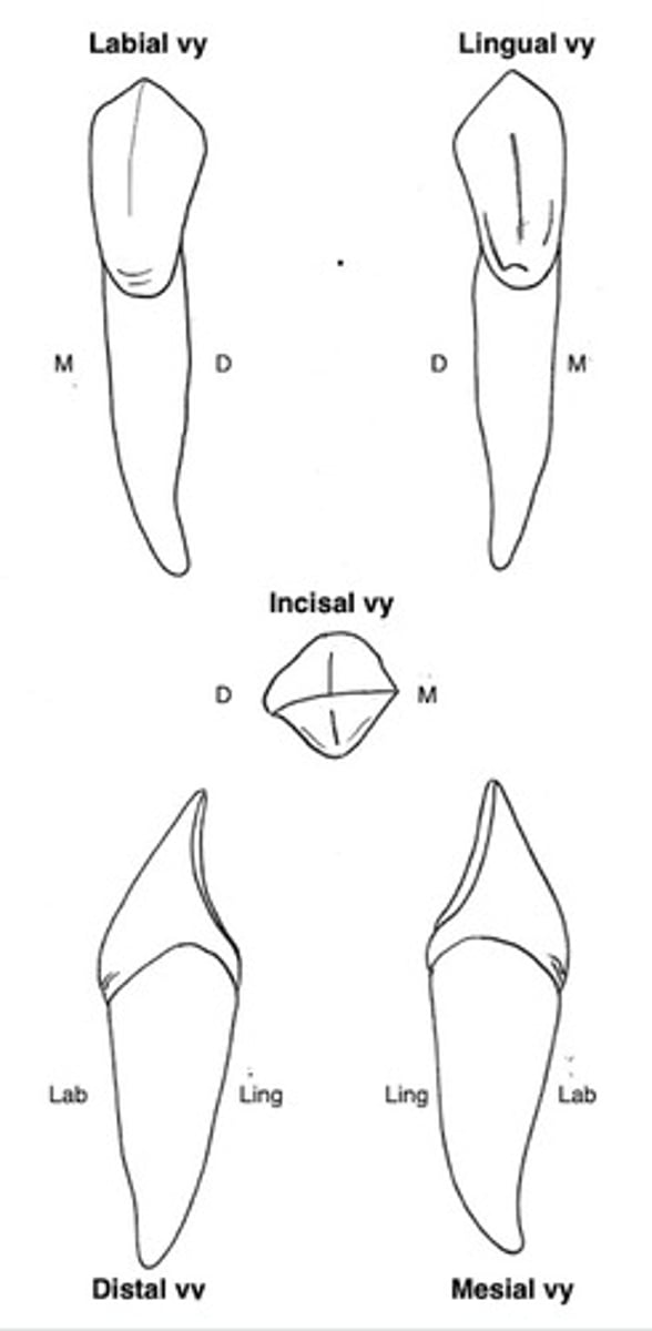 term image