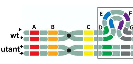loss of chromosomal segment, break and then degradation 