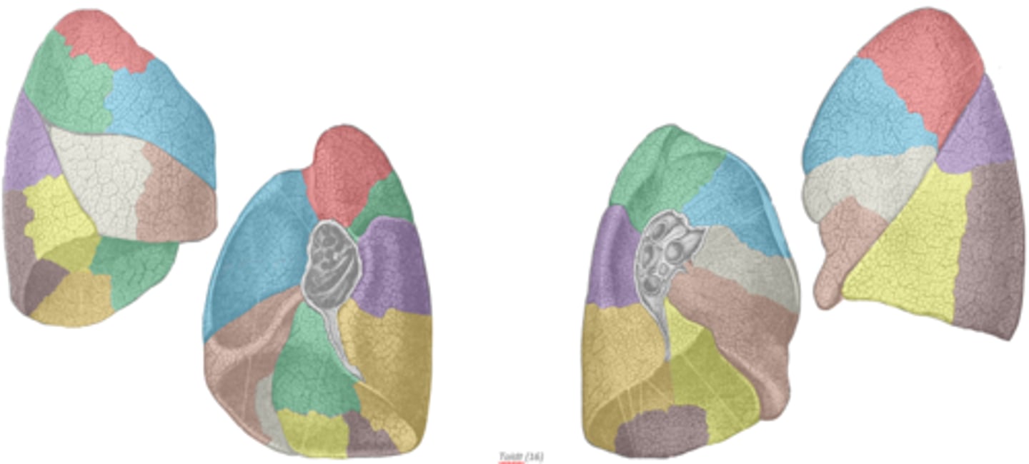 <p>lungs further subdivided into</p><p>bronchio</p><p>pulmonary segments</p><p>- 10 in right lung</p><p>[3 in superior, 2 in middle, 5 in inferior lobe]</p><p>- 8 in left lung</p><p>[4 in superior and 4 in inferior lobe]</p><p>- each segment contains 20-25 terminal bronchioles, ending in alveolar sacs</p>
