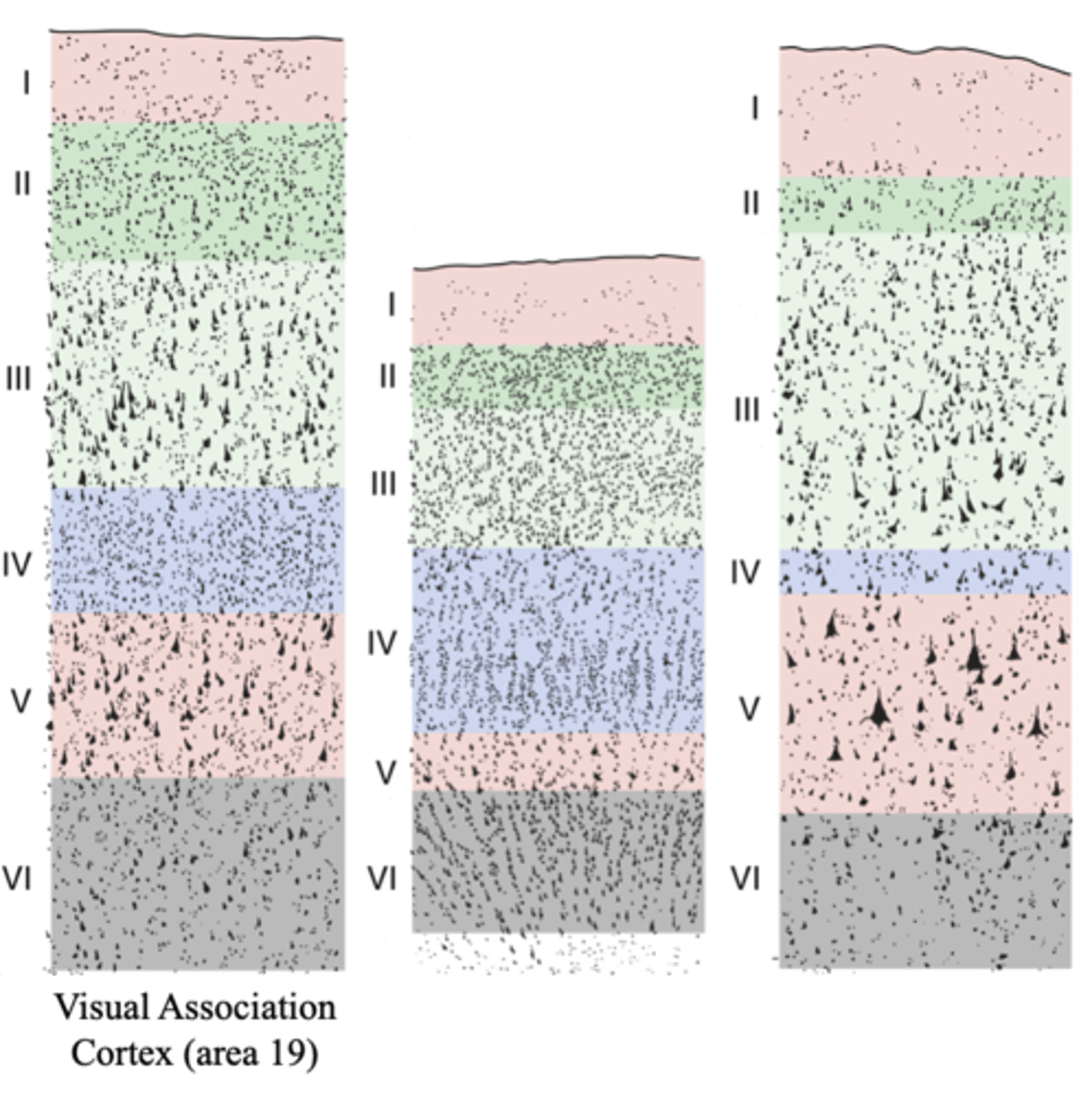 <p>outer pyramidal layer</p>