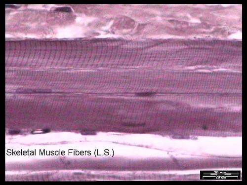 <p>Name the tissue</p>