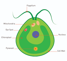 <ul><li><p>circular, small, unicellular green alga</p></li><li><p>photosynthetic </p></li><li><p>flageallae</p></li></ul><ul><li><p>movement: jittery motion</p><p></p></li></ul><p></p>