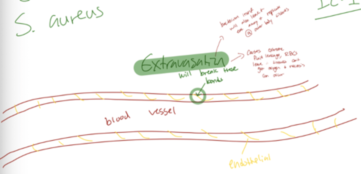 <p>Superantigens (SAgs) are bacterial proteins, such as staphylococcal enterotoxins (SEs), toxic shock syndrome toxin (TSST), and streptococcal pyrogenic exotoxins (SPEs), that hyperactivate the immune system. They work by binding MHC class II molecules on antigen-presenting cells and T cell receptors (TCRs) simultaneously, bypassing normal antigen specificity and activating a large proportion of T cells (~20% vs normal <0.01%). This causes T cells to divide rapidly and differentiate, resulting in a massive cytokine release (“cytokine storm”) that can lead to fever, inflammation, and potentially toxic systemic effects. In short, superantigens force T cells to overreact, overwhelming the immune system.</p>