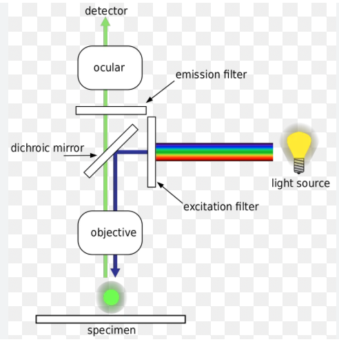 <ul><li><p>Useful for in live-cell imaging</p></li><li><p>Uses fluorophores that absorb light (excitation) and emit longer wavelength light (emission)</p></li><li><p>Works best with flat or thin cells/tissues</p></li><li><p>Limitation: blurred images in thick staples due to multiple focal planes and out-of-focus light</p></li></ul><p></p>