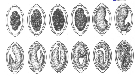 <p>Vývoj vají čka u Syngamus trachea (srostlice trvalá) - parasituje v hrtanu kurovitých pták ů, samec a samice jsou spojeny v trvalé kopule.</p>