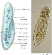 <p> free-living, sweeps nutrients (bacteria, algae etc.) into an oral groove upon which food vacuoles form.</p>
