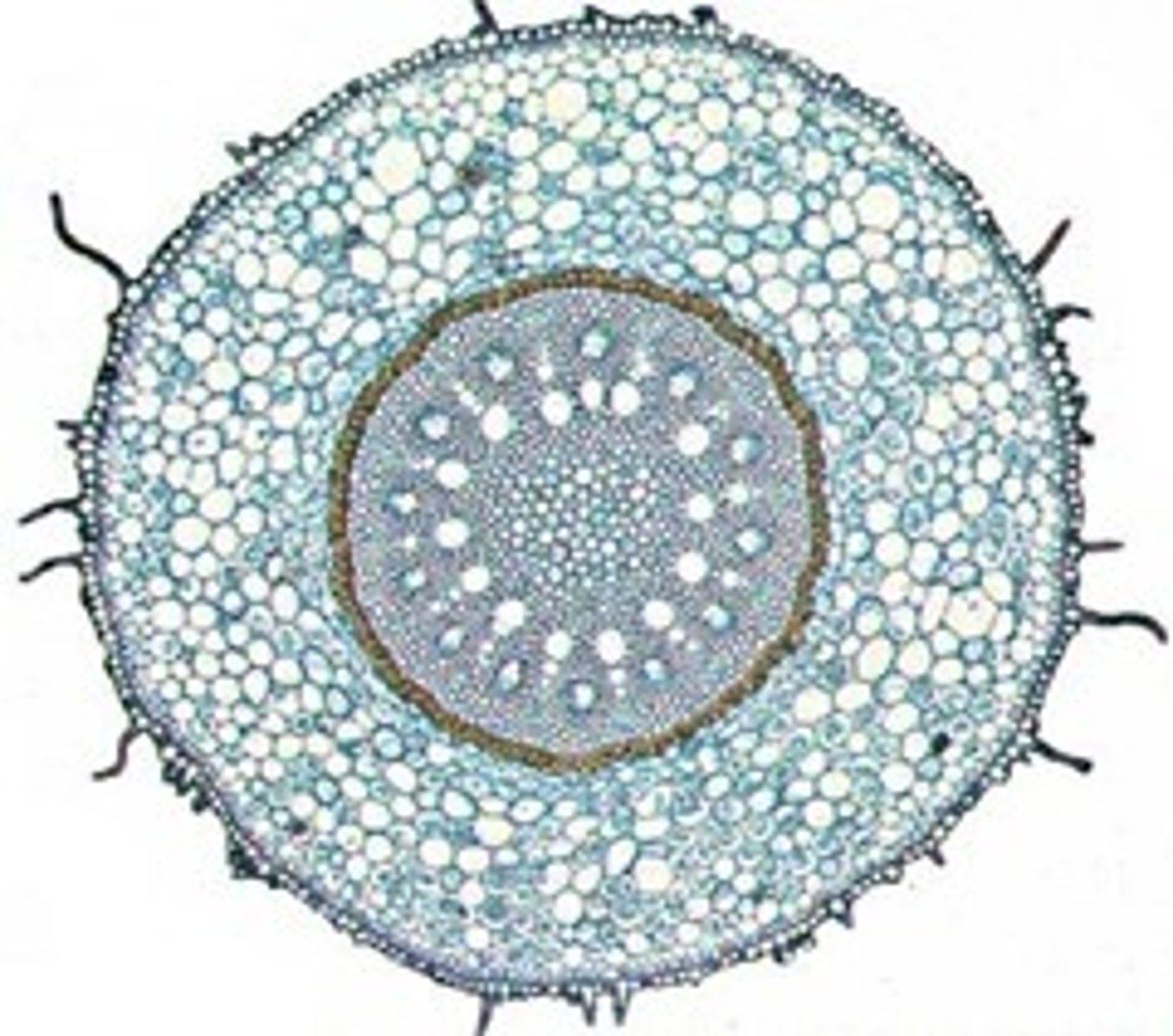 <p>fibrous roots</p>