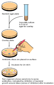 <p>Kirby-Bauer method</p><ol><li><p>Disks soaked with (specific drugs) are placed on agar plates inoculated with lawn of ( test microbe)</p></li><li><p>(Drug) diffuses from disk into agar forming (concentration gradient) </p></li><li><p>Observe (cleared) zones around disk</p></li><li><p>Measure size of (clear) zone to determine (MIC)</p></li></ol><p></p>