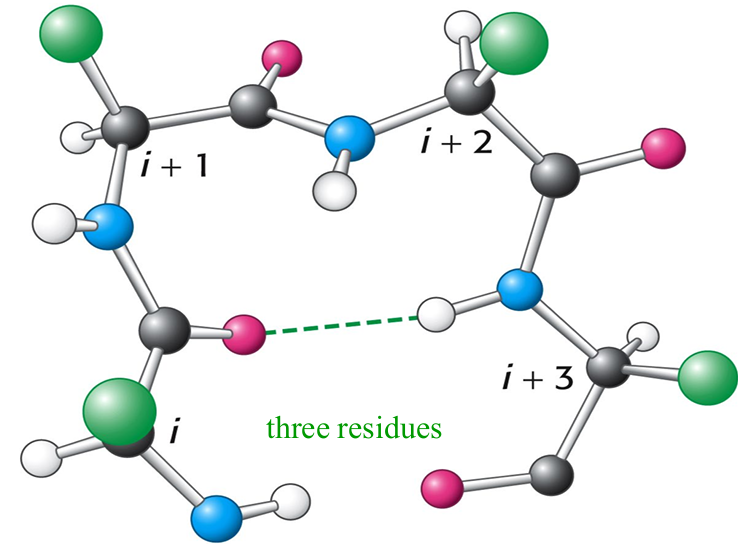 <p>The CO group of residue i of the polypeptide chain is hydrogen </p><p>bonded to the NH group of residue i+3</p>