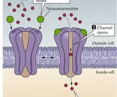 <p>ligand-gated channels</p>