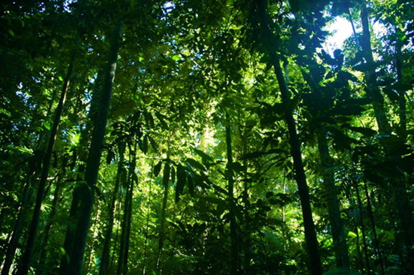 <p>Biggest land biodiversity.</p><p>Occurs near the equator.</p><p>Plenty of light at the canopy.</p><p>Little light on the forest floor.</p><p>Plants: mosses, vines, bromeliads, orchids, etc.</p><p>Animals: monkeys, birds, snakes, amphibians, etc.</p>