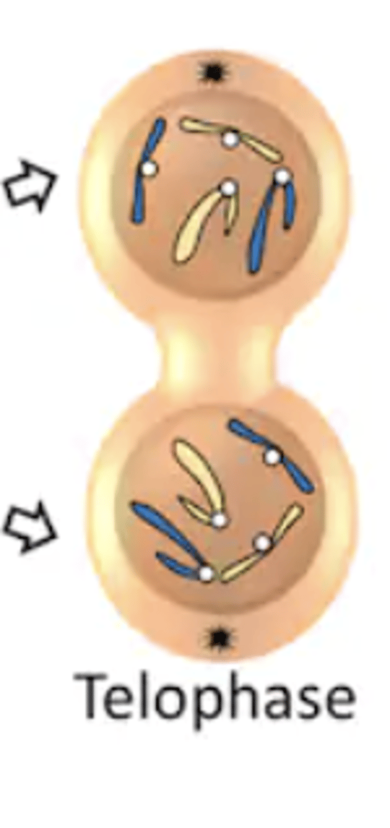 <p>- telo = end</p><p>- last stage of mitosis</p><p>- condensed chromosomes reach opposite poles of parent cell and uncoil</p><p>- a new nuclear membrane forms around elongating strands of chromatin</p>