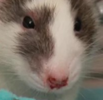 <ul><li><p><span style="background-color: transparent;">Rats are <strong>generally friendly and docile</strong></span></p></li><li><p><span style="background-color: transparent;"><strong><mark data-color="yellow" style="background-color: yellow; color: inherit;">Stress can be detected in a rat by the presence of porphyrin (“red tears”) secreted around the nostril and eye by the harderian gland</mark></strong></span></p></li><li><p><span style="background-color: transparent;">Porphyrin <strong><mark data-color="yellow" style="background-color: yellow; color: inherit;">may appear as tiny red dots</mark> (like petechiae) on the nose</strong>, and <strong>progress into red fluid coming out of the eyes and / or nose</strong></span></p></li><li><p><span style="background-color: transparent;"><strong>Flakes similar to flea dirt</strong> may be <strong>found in the coats of rats under chronic physical or environmental stress</strong>, as this <strong>is porphyrin that has been groomed away from the face</strong></span></p></li><li><p><span style="background-color: transparent;"><strong>If you notice, STOP HANDLING RAT</strong></span></p></li></ul><p></p>