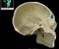 <p><span>cavity within the frontal bone<br>Paired, mucous membrane-lined cavity<br>One of paranasal air sinuses<br>Drains into middle nasal meatus via frontonasal duct<br>Common site of sinus infection<br>Contributes to voice resonance<br>Paranasal sinuses include: frontal, maxillary, and sphenoidal sinuses, and ethmoidal cells (sinus)</span></p>