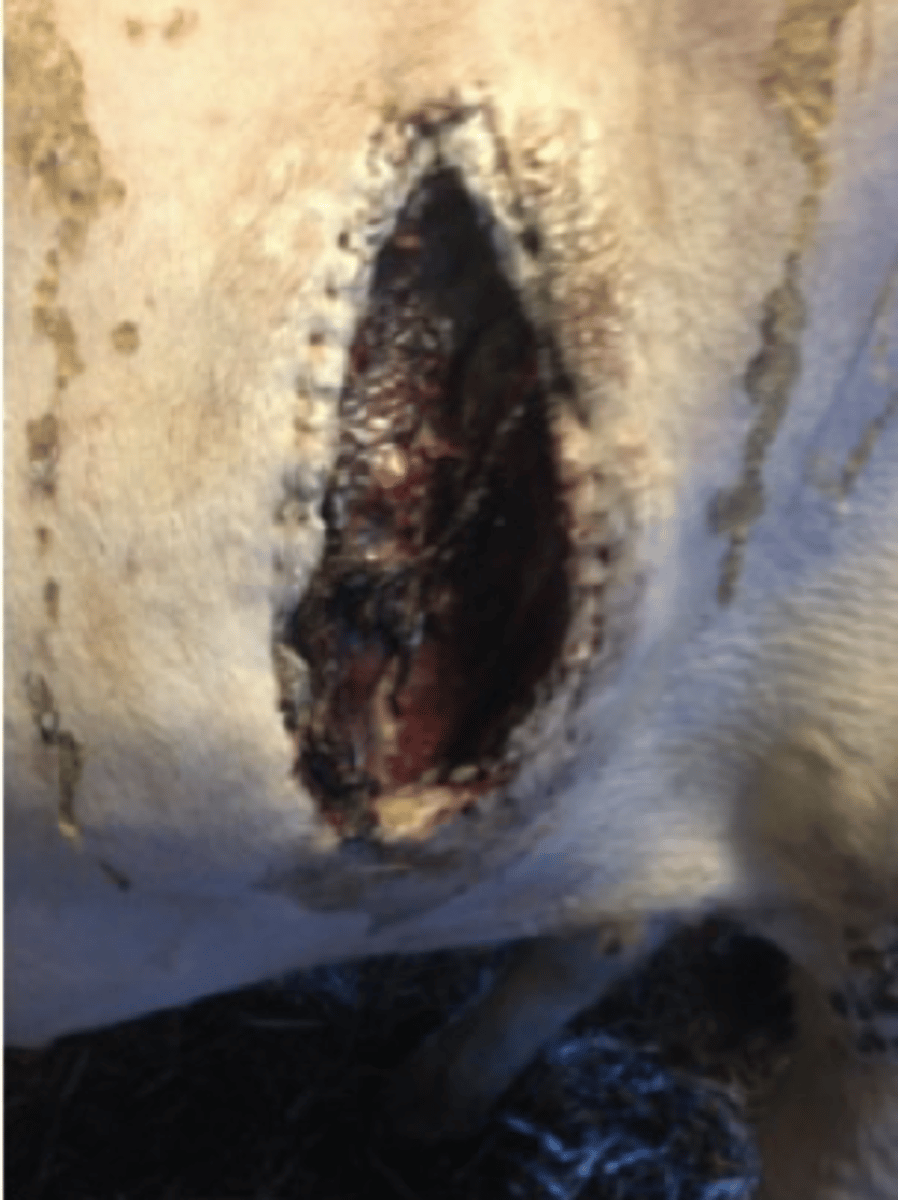 <p>Du tilkaldes til en ko, som du har foretaget kejsersnit på for 10 dage siden, idet der nu er dehiscens i såret. Koen æder og har det fint. Der er en smule ømhed, men ingen varme omkring såret. Hvad vil du gøre ved såret?</p><p>- Give 22.000 IE/kg pencillinprocain to gange dagligt i 21 dage</p><p>- Give et stramt bellyband på</p><p>- Fortsætte med åben sårbehandling, så såret kan hele per sekundam</p><p>- Lave en horisontal incision ventralt for såret for at skabe drænage</p>