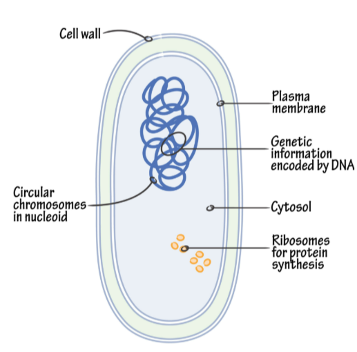 <p>DNA is in nucleoid region</p><p>chromosomes are circular</p><p>contain plasmids</p>