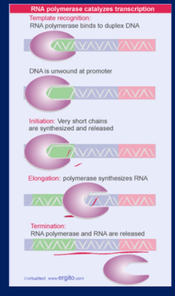 <p>Transcription has four stages, which involve different types of interaction between RNA polymerase and DNA. The enzyme binds to the promoter and melts DNA, remains stationary during initiation, moves along the template during elongation, and dissociates at termination</p><p>1. Template recognition-RNA polymerase binds DNA and looks for a start site with transcription factors</p><p>2. Initiation-RNA polymerase interacts with transcription factors and knows that's where transcription should start</p><p>-RNA polymerase separates the 2 DNA strands</p><p>3. Elongation</p><p>4. Termination</p>
