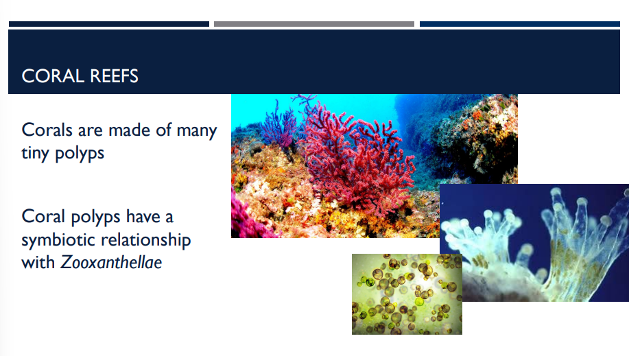 <p>Corals are made of many tiny polyps (<span>Coral polyps are </span><mark data-color="rgba(0, 0, 0, 0)" style="background-color: rgba(0, 0, 0, 0); color: inherit;">tiny, soft-bodied animals related to jellyfish and sea anemones that form colonies to build massive reefs</mark><span>)</span>. </p><p>Who do they have a symbiotic relationship with?</p>