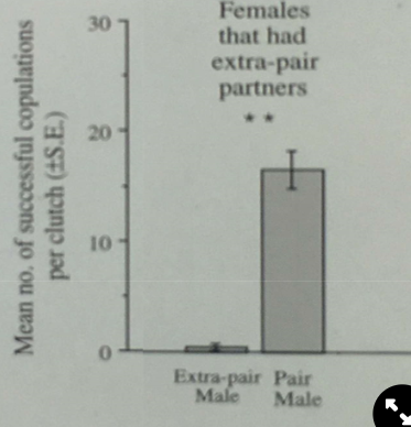<ul><li><p>r→ despite limited sperm reserves, paired males have more copulations with paired female than extra pair male</p></li></ul>