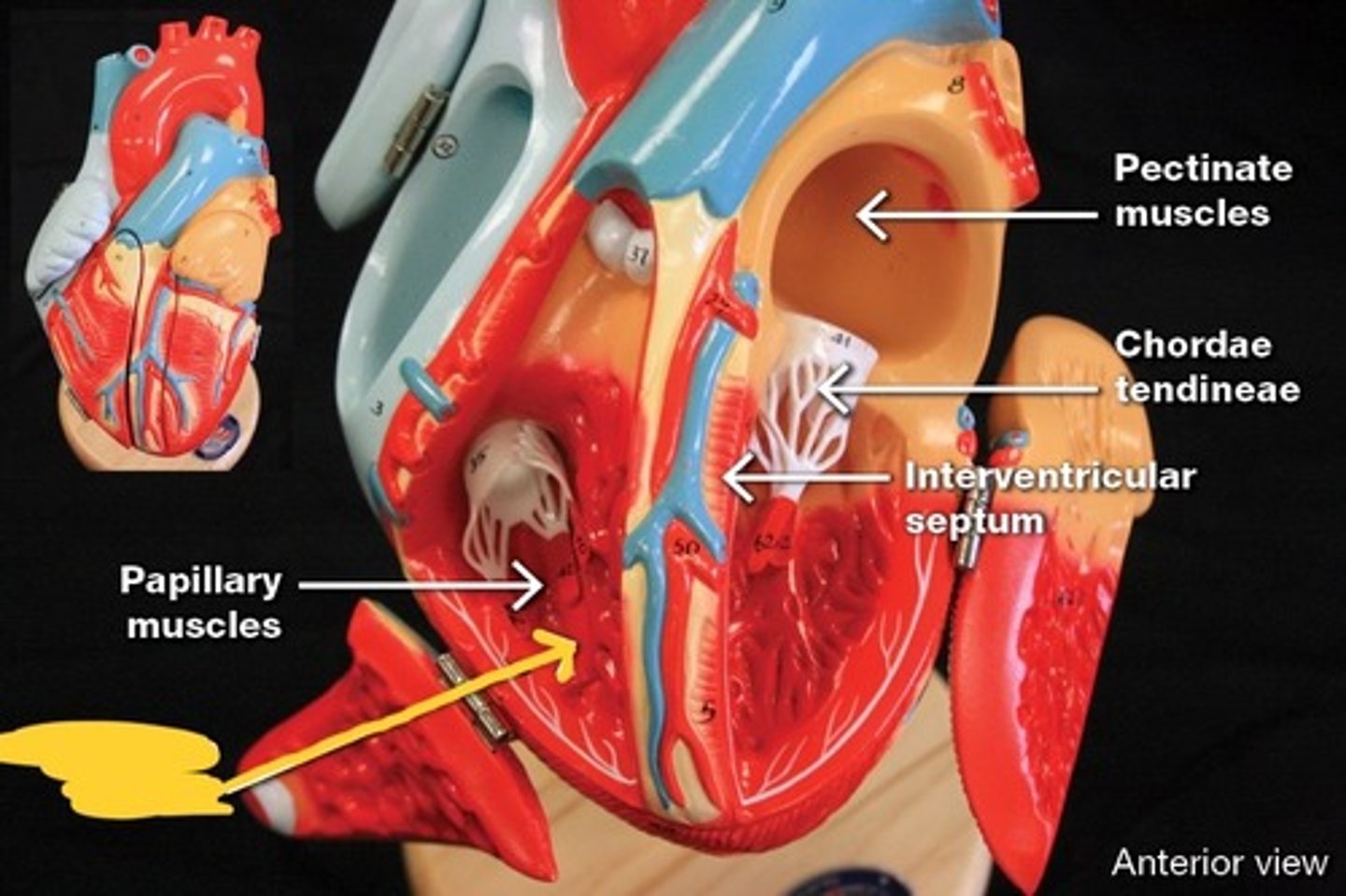 knowt flashcard image