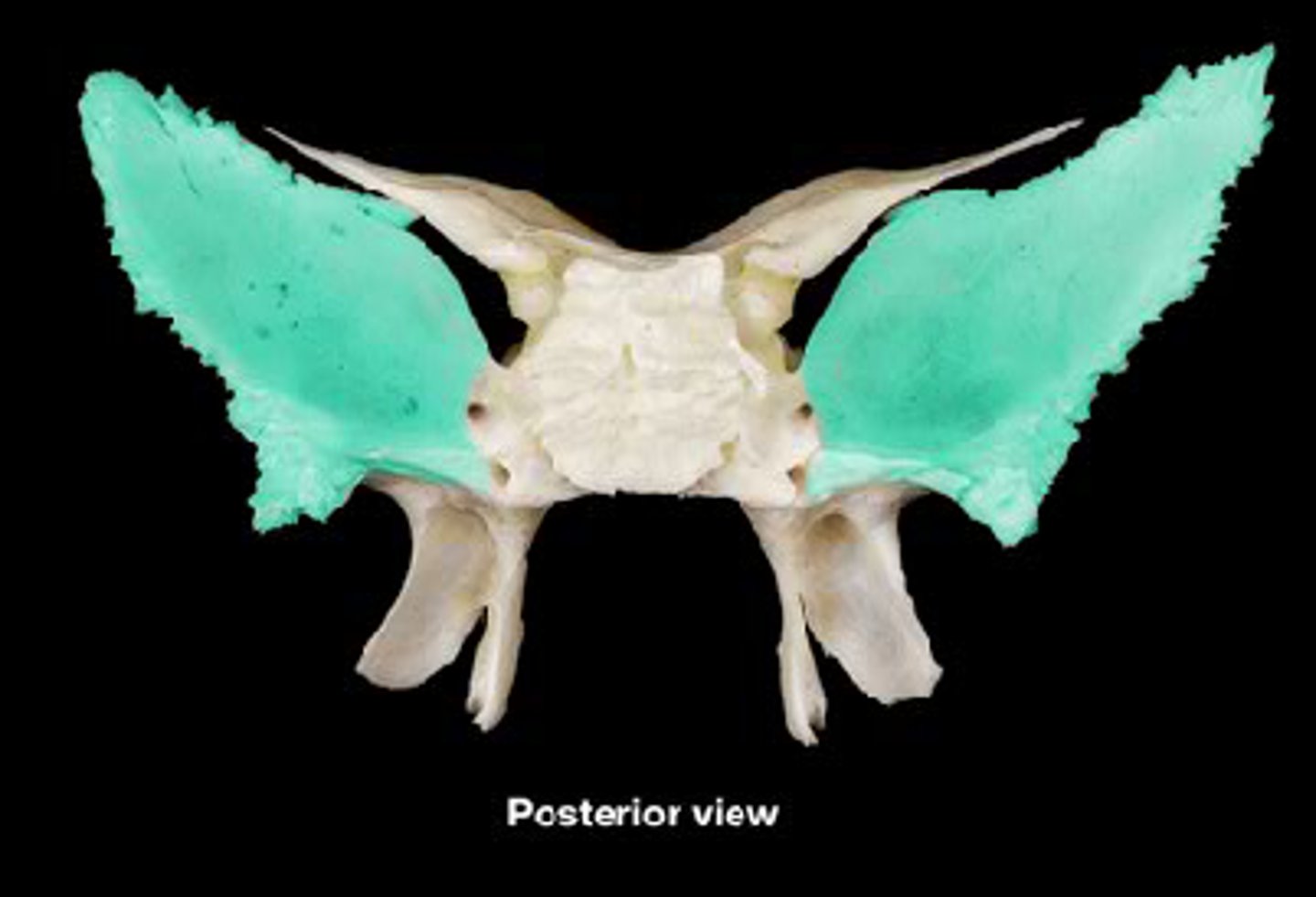 <p>posterior and inferior to lesser wing on the interior of the skull, also visible in the posterior orbit and lateral side of the skull</p>