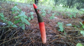 <p>Elegant Stinkhorn habitat</p>