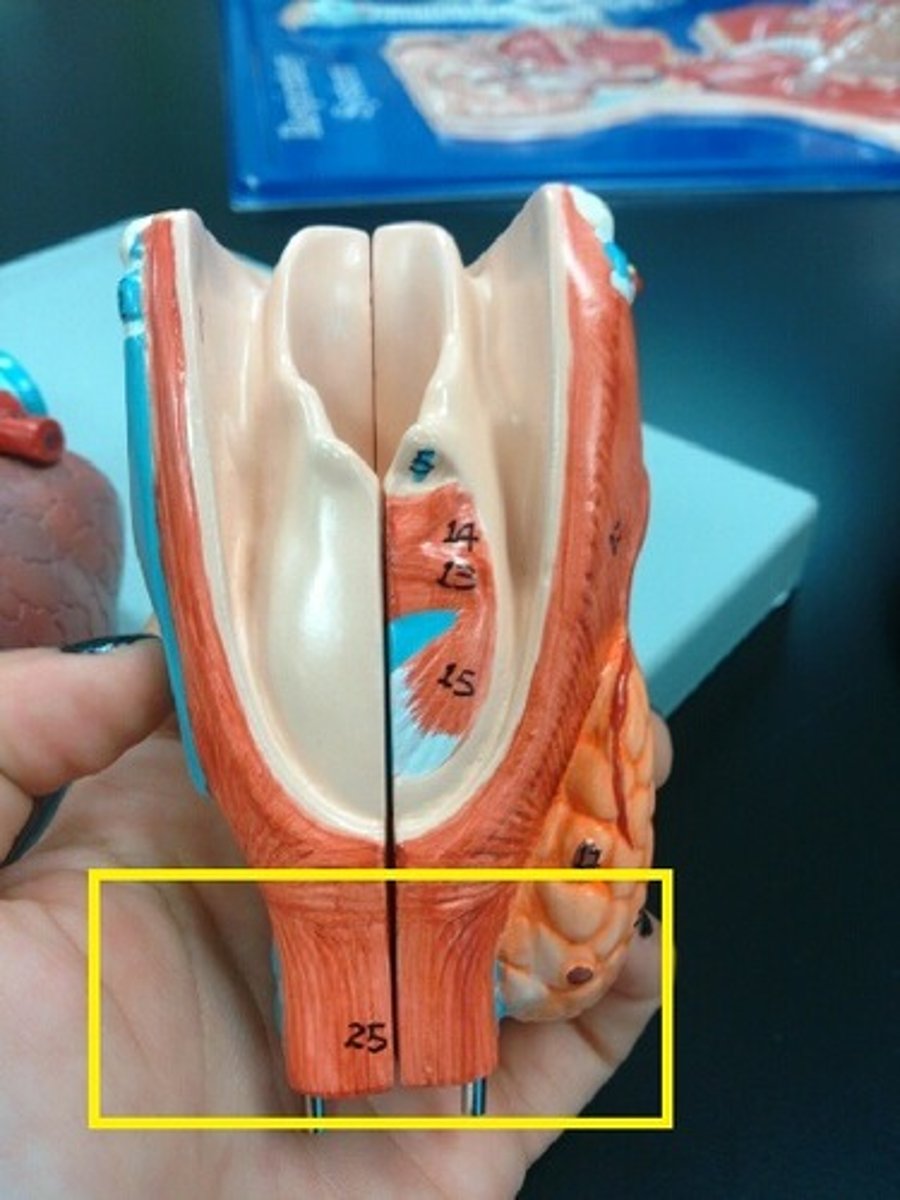 <p>Consists of smooth muscle fibers that connect posterior parts of cartilage rings</p><p>Contracts during coughing to expel mucus</p>