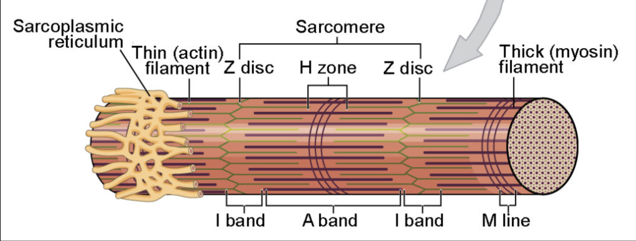 <ul><li><p>thick filaments</p></li><li><p>thin filaments</p></li><li><p>H zone</p></li></ul><p></p>