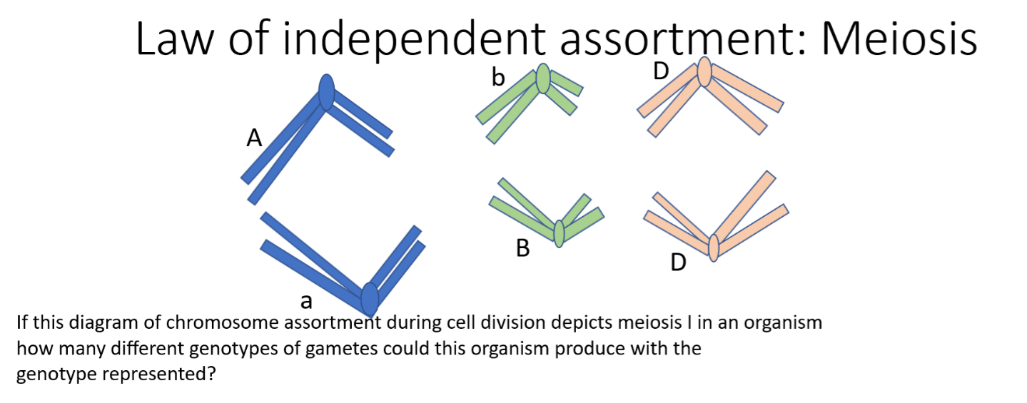<p>How many different genotype of gamete could this organism produce?</p>