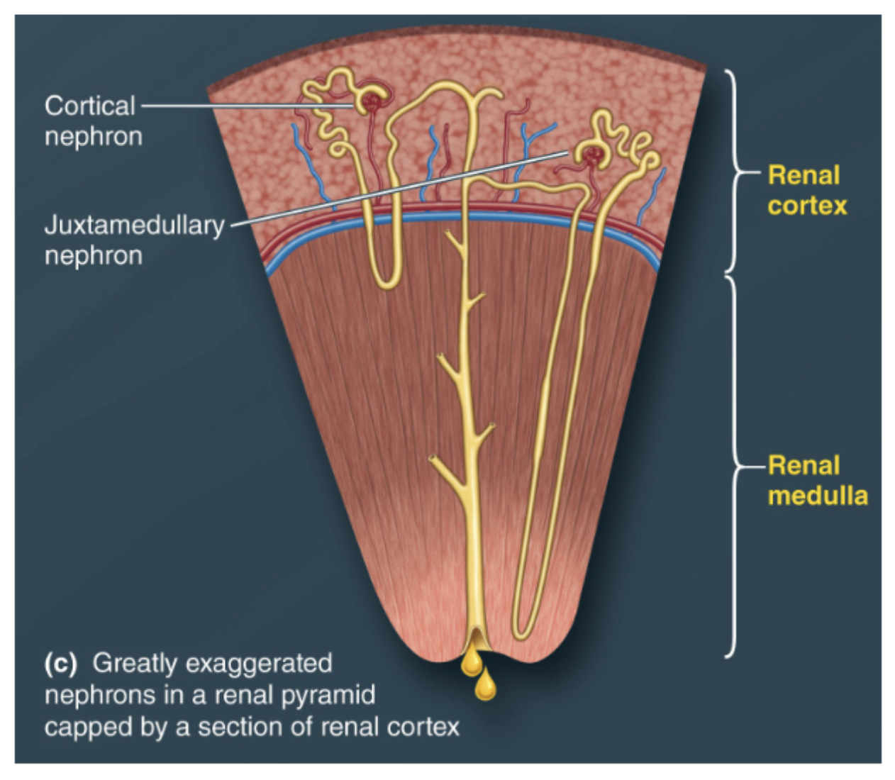 <p>C. Nephron</p>