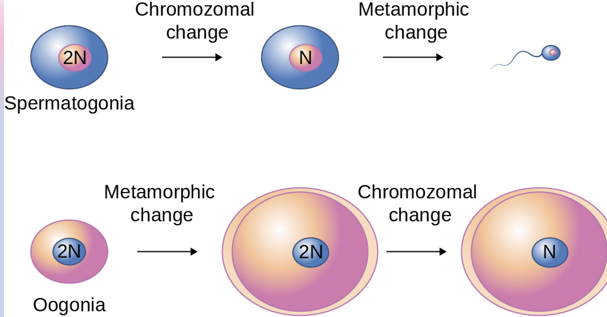 <p>Order in which they go through meiosis and metamorphosis </p><ul><li><p>males go through spermatocytogenesis first then through spermiogenesis</p></li><li><p>Spermatogonia goes from 2N to N (chromosomal change) → sperm shape (metamorphic change)</p></li><li><p>Oogonia go from small to bigger shape (metamorphic change) → 2N to N (chromosomal shape)</p></li></ul>